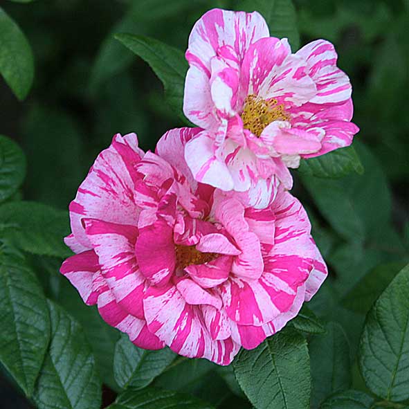 'Maiden's Blush'